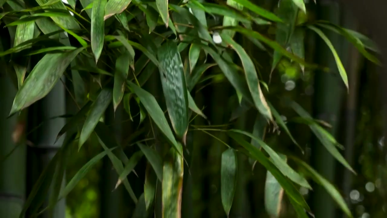 江南园林雨天竹林的绿色宁静氛围视频下载