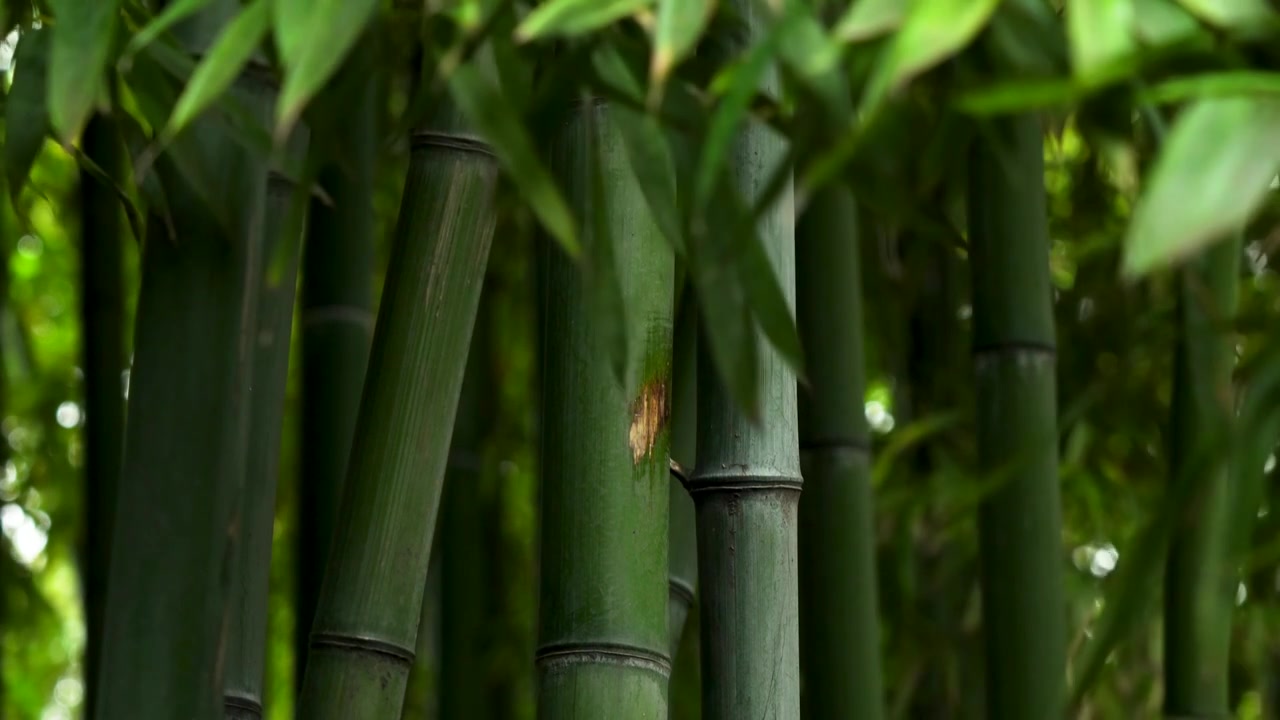 江南园林雨天竹林的治愈风景视频下载