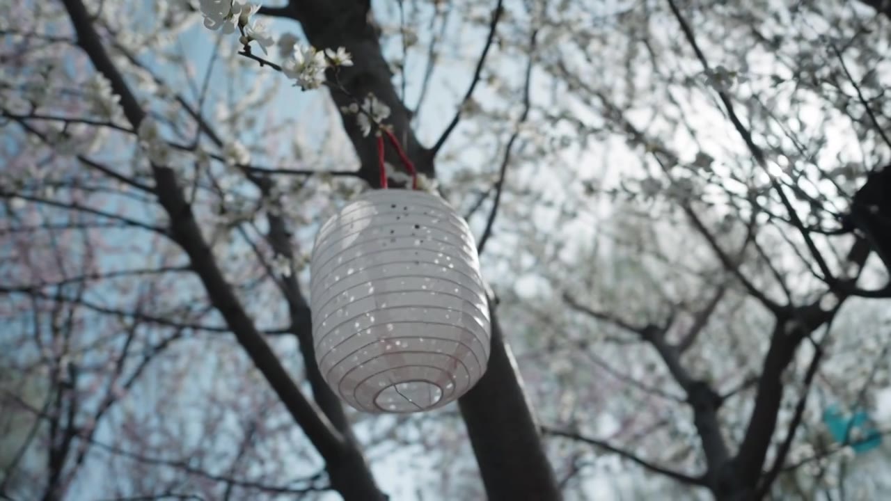 春天户外盛开的樱花和纸灯笼唯美慢镜头视频购买