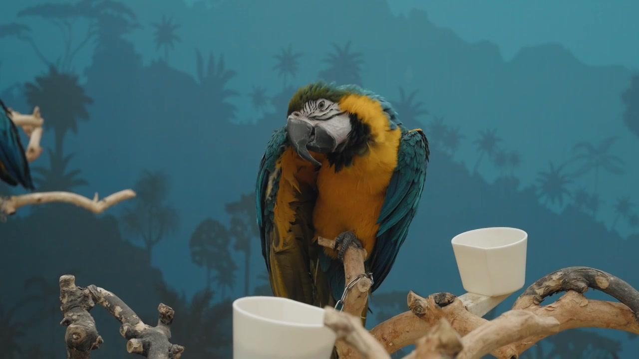 动物园中的鸟类鹦鹉虎皮鹦鹉金刚鹦鹉特写慢镜头视频素材