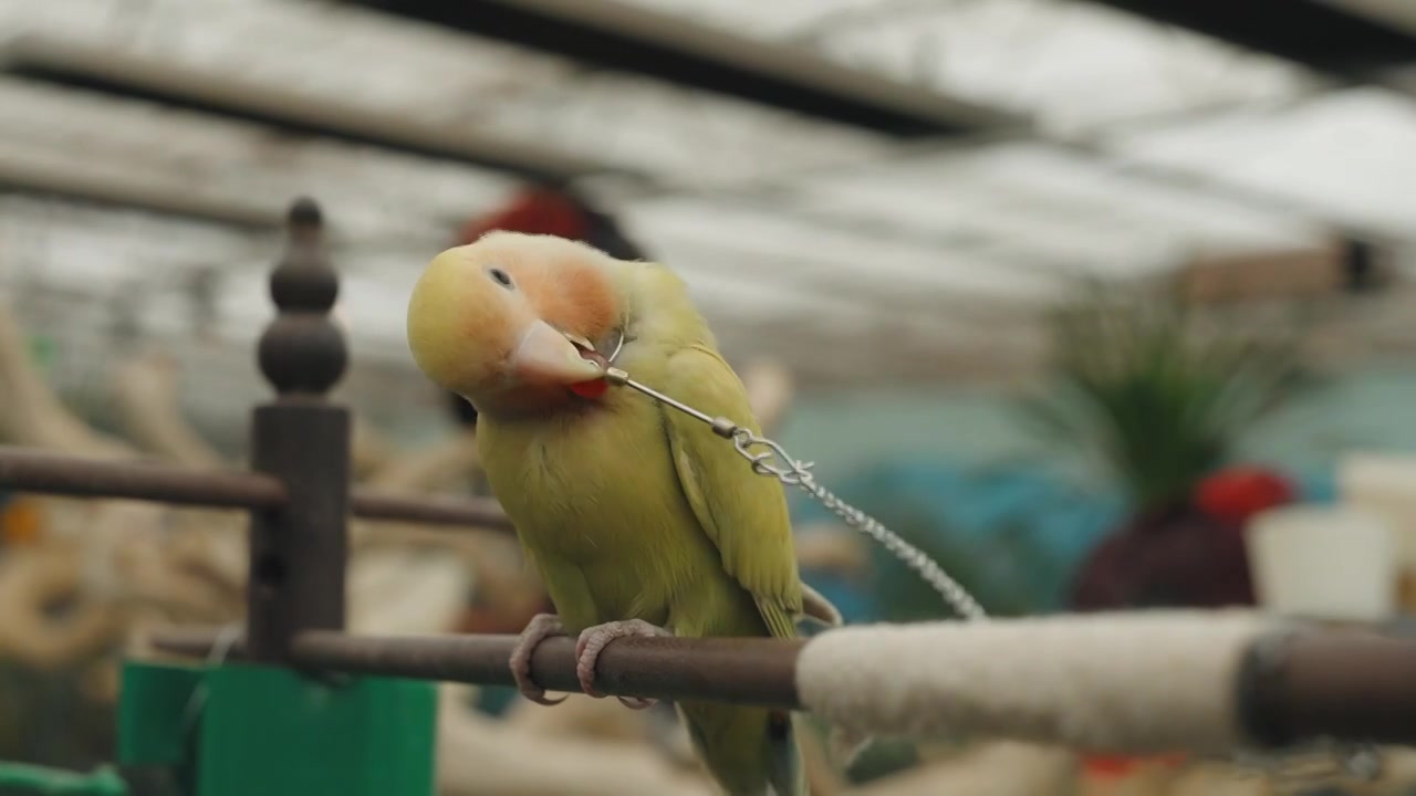 动物园中的鸟类鹦鹉虎皮鹦鹉金刚鹦鹉特写慢镜头视频素材