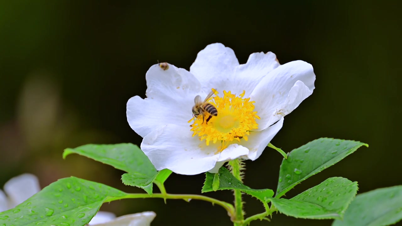 金樱子花上的蜜蜂采蜜视频下载