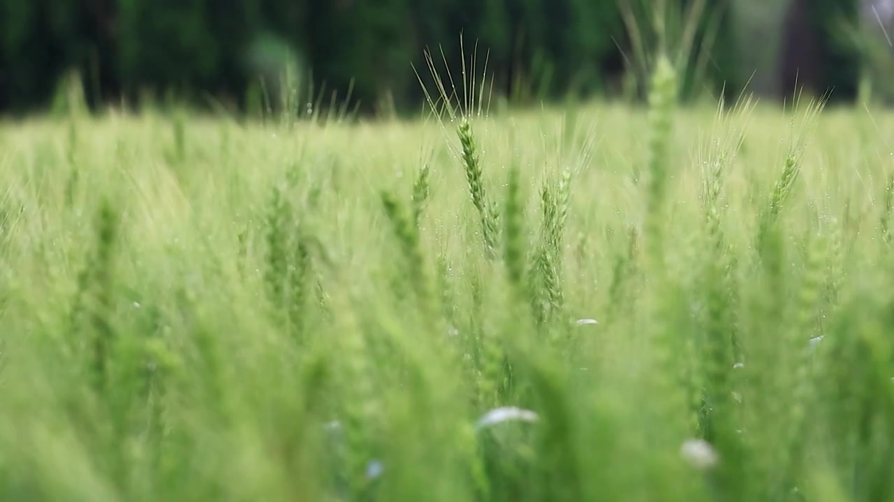 微风细雨中生长的绿色小麦慢镜（合集）视频下载