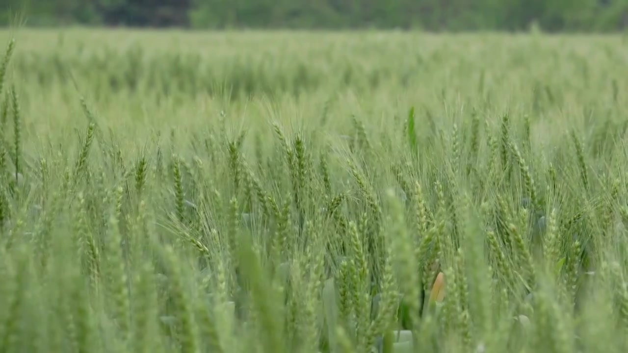 微风细雨中的绿色麦田麦穗（合集）视频下载