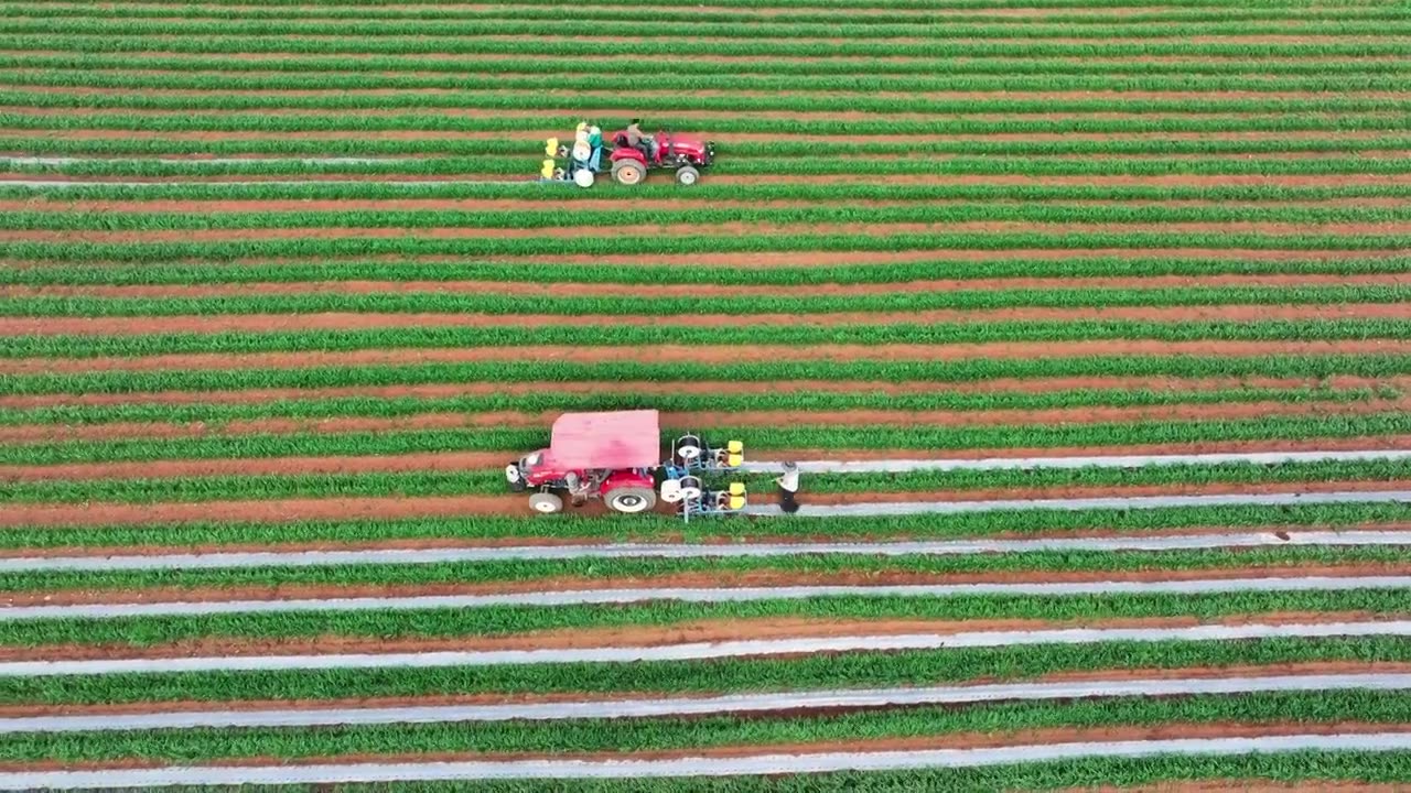 现代农业航拍，农业机械5G数字辣椒播种，麦椒套种视频素材