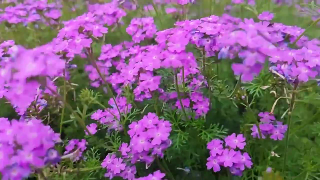 春天的花朵视频下载