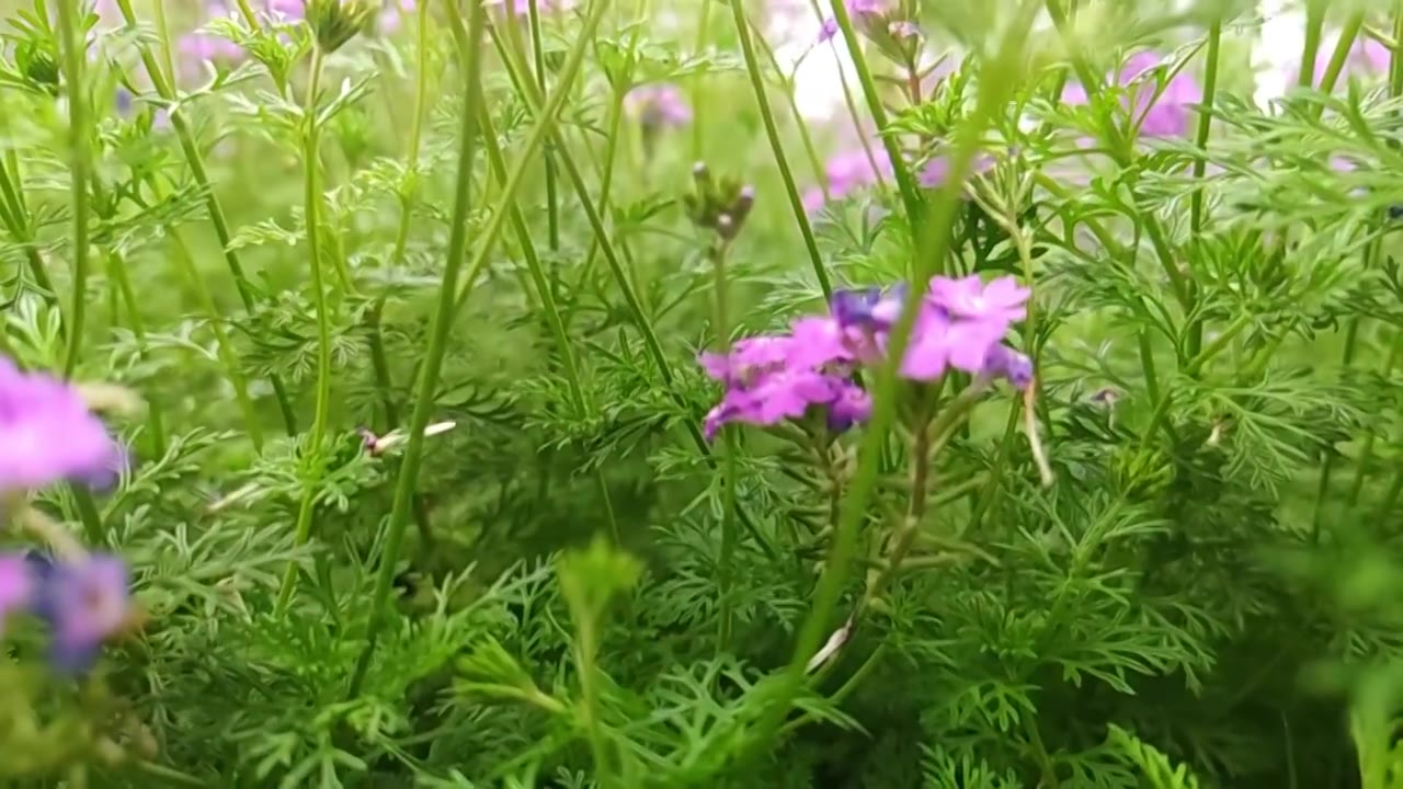 春天的花朵视频下载