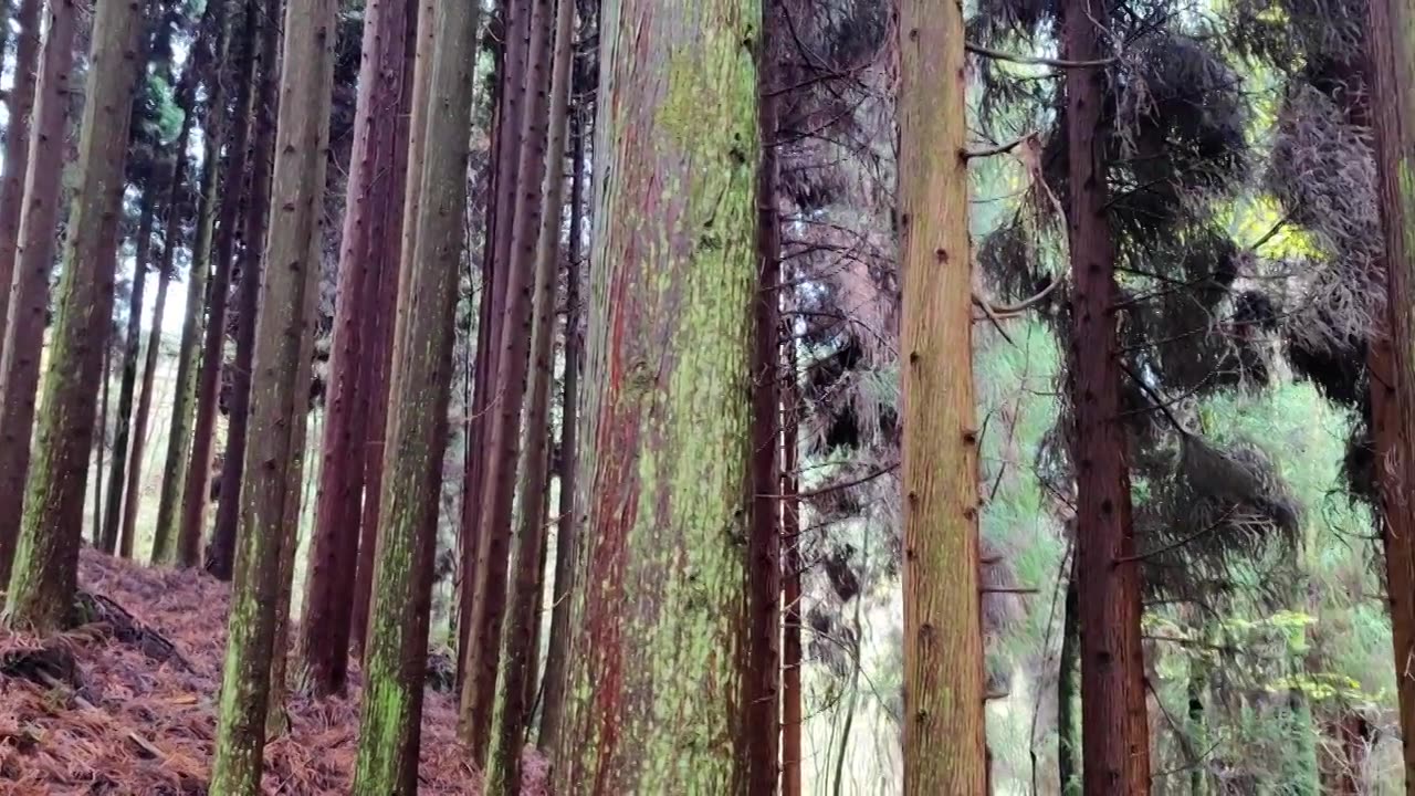 四川江油市药王谷的森林视频下载
