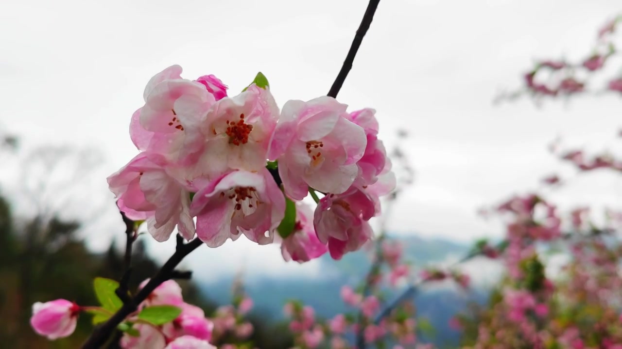 四川江油市药王谷的海棠花视频下载