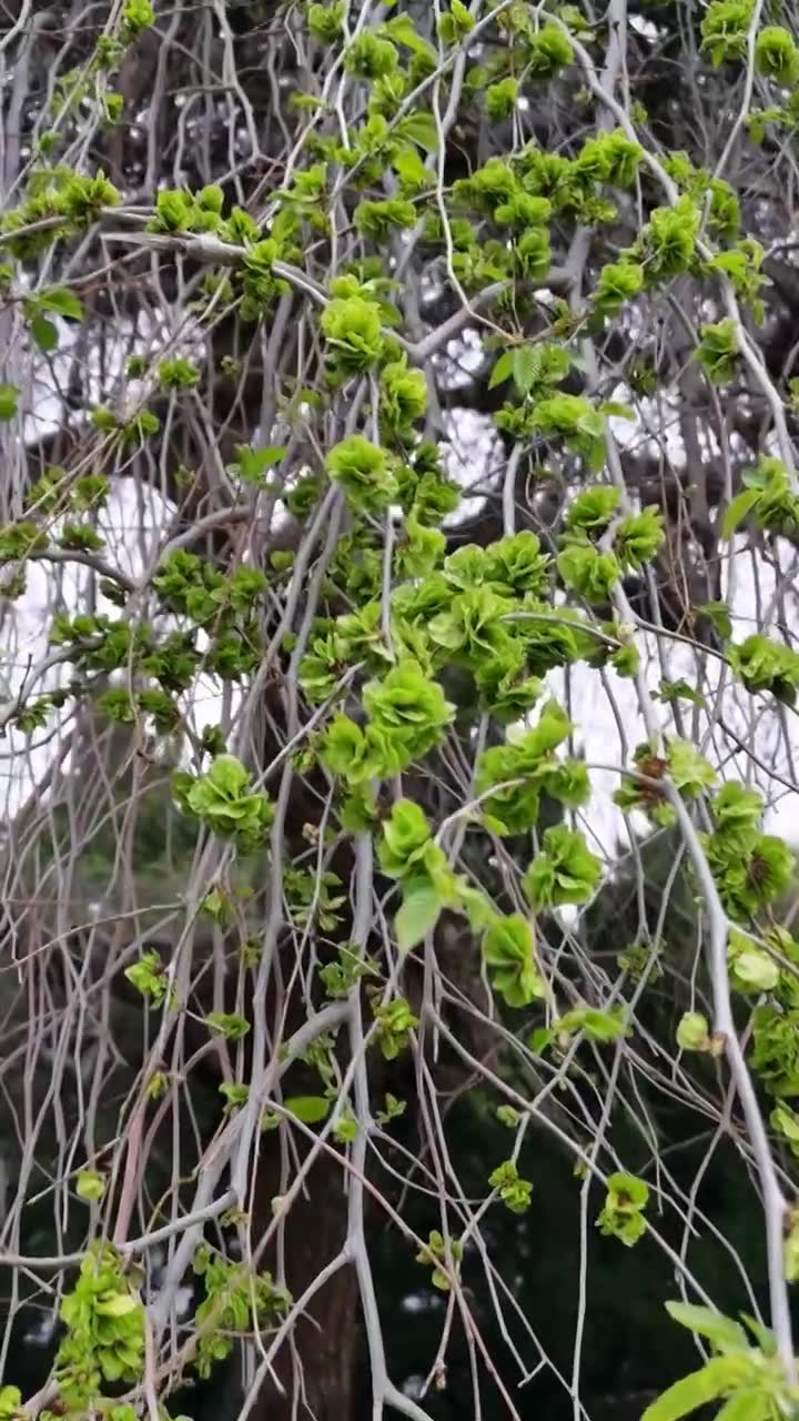 春天新发芽的榆树枝视频下载