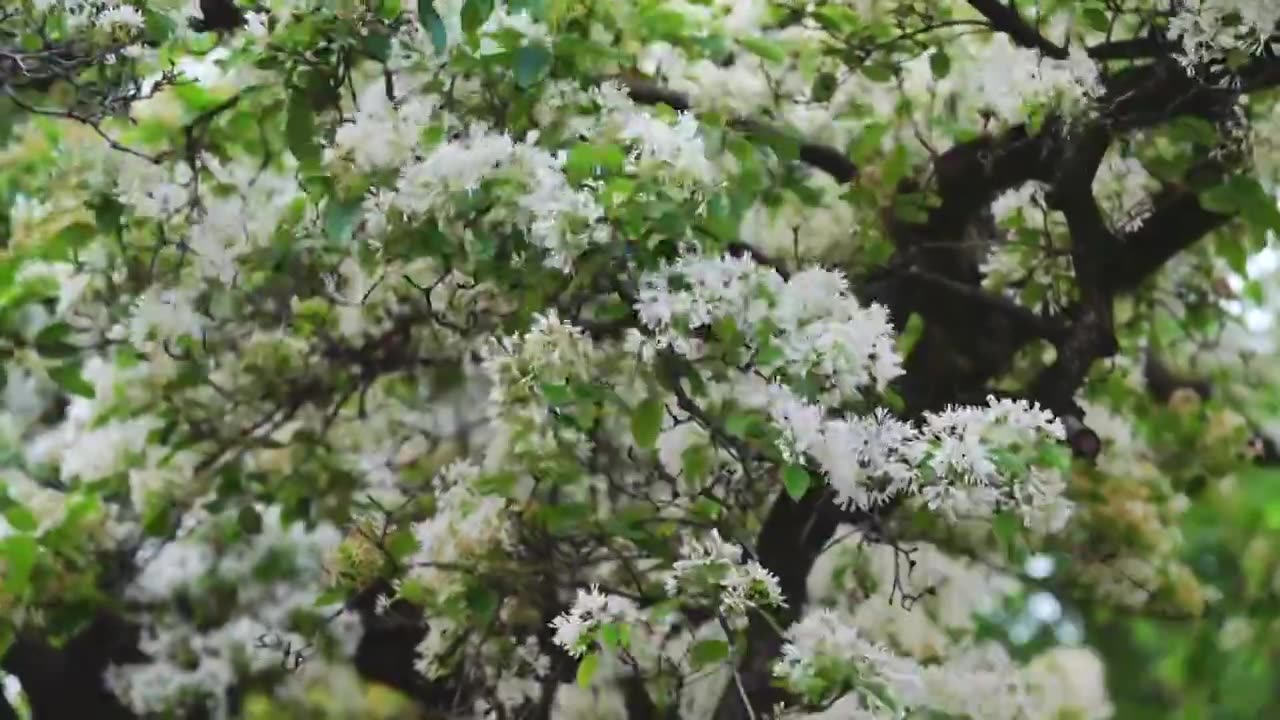 夏至时节，三坊七巷的百年流苏古树花开视频下载