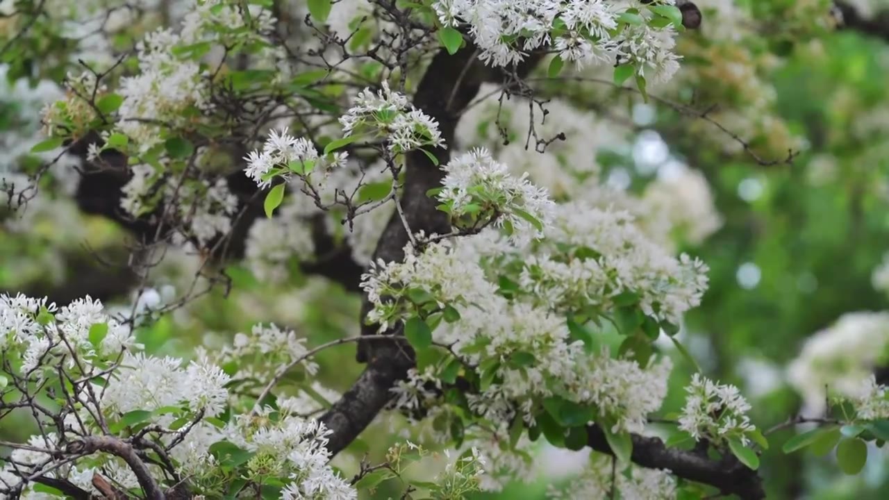 夏至时节，三坊七巷的百年流苏古树花开视频下载