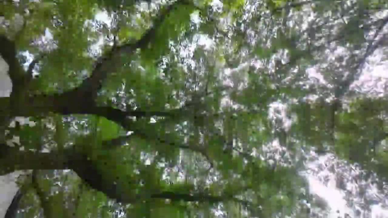 低角度，在夏日的森林里行驶视频下载