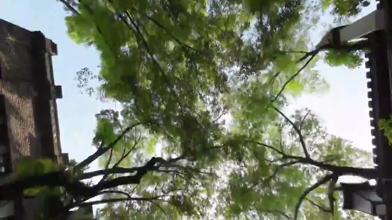 低角度，在夏日的森林里行驶视频下载