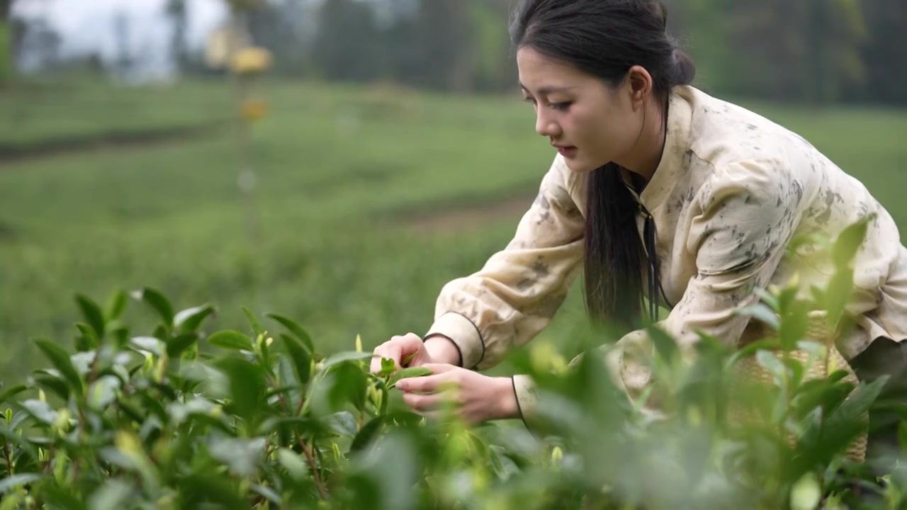 一位美女在湖北咸丰白茶基地采摘白茶嫩芽视频素材