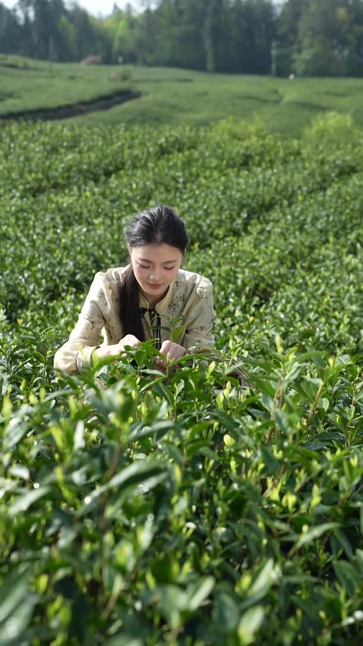 一位美女在湖北咸丰白茶基地采摘白茶嫩芽视频下载