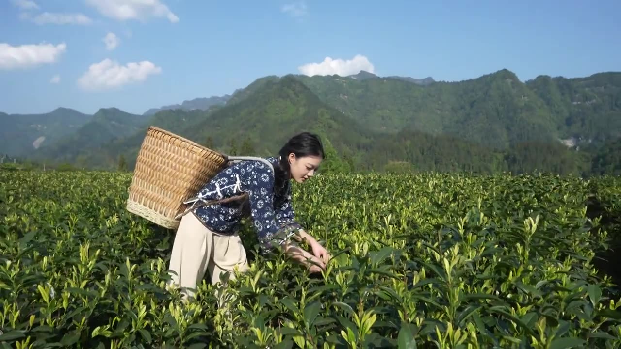 一位美女在湖北咸丰白茶基地采摘白茶嫩芽视频素材