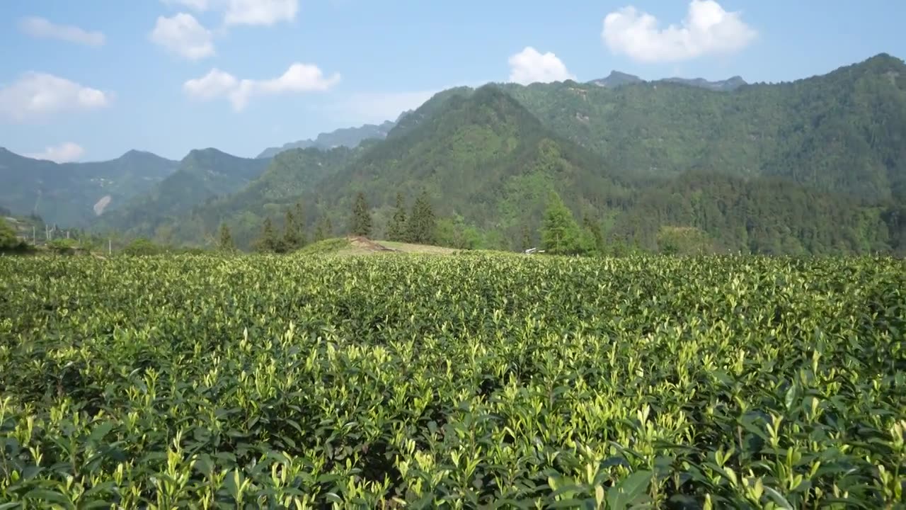茶中贵族湖北咸丰白茶春天嫩芽和冲泡后的状态视频下载