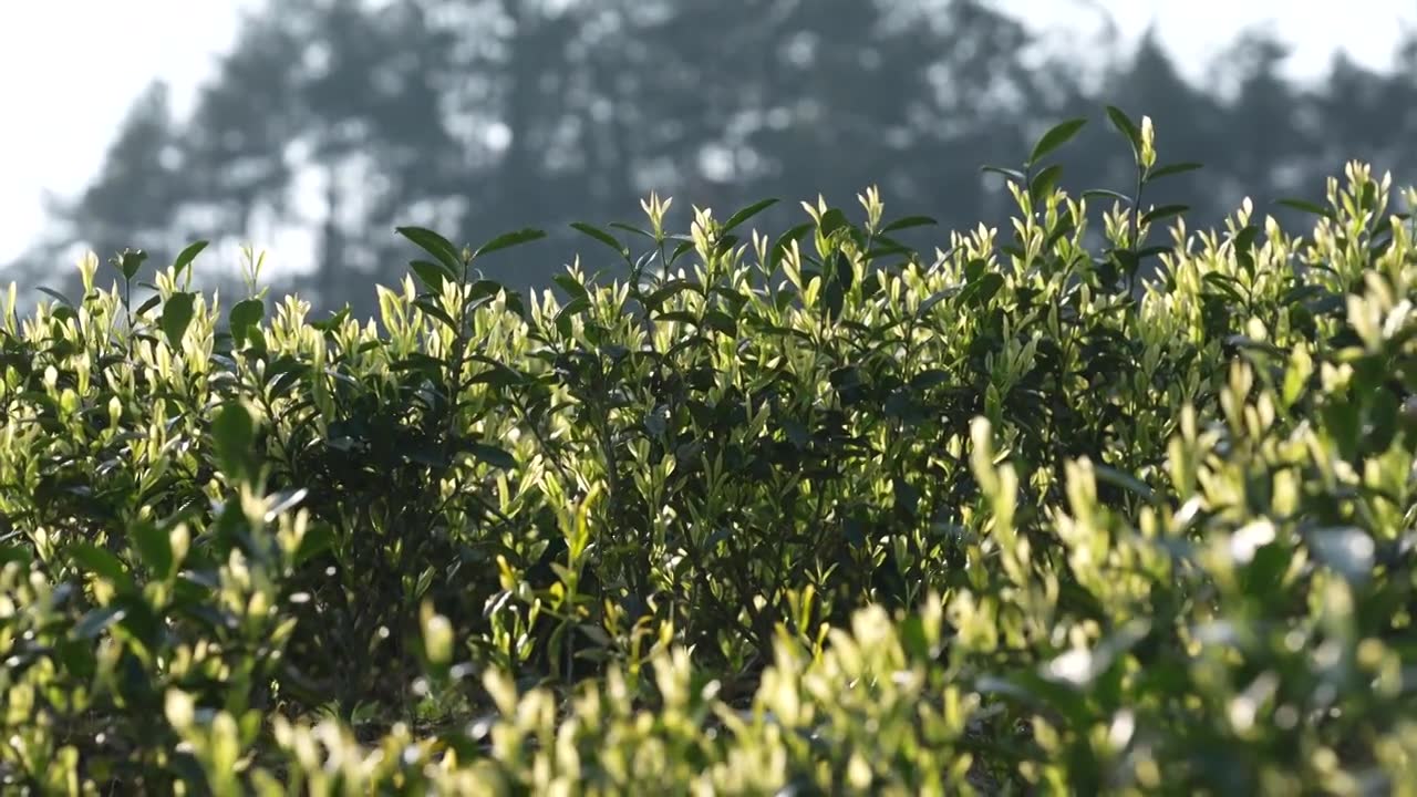 茶中贵族湖北咸丰白茶春天嫩芽和冲泡后的状态视频素材