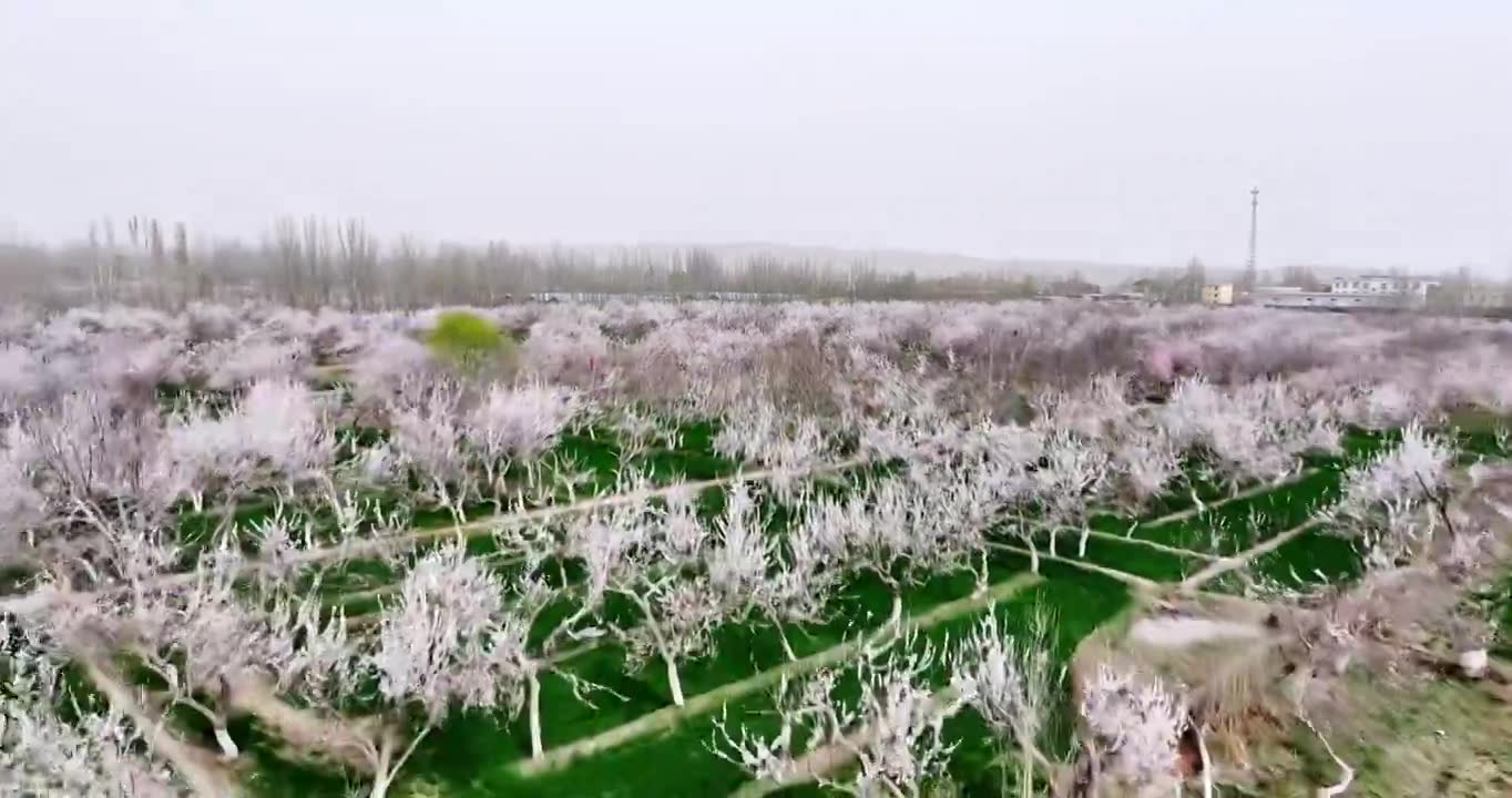 新疆南疆莎车县巴旦木林花开，巴旦木种植视频素材