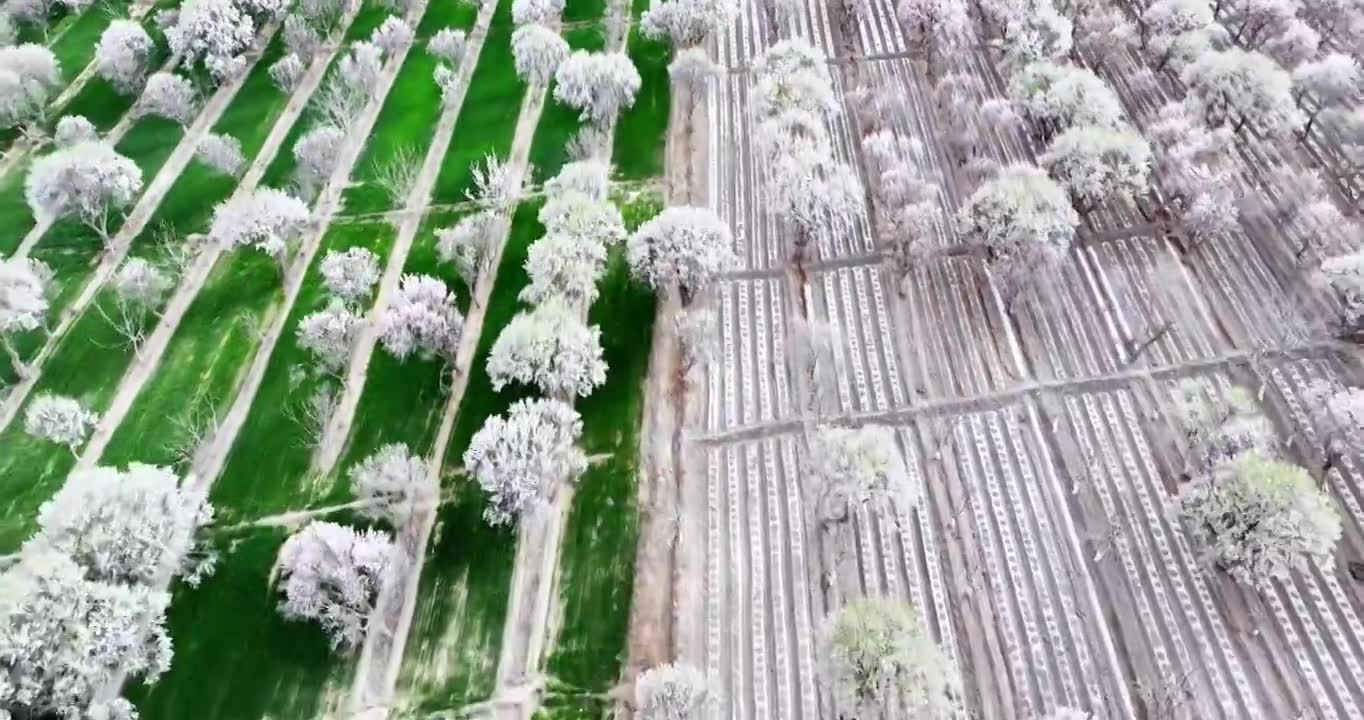 新疆南疆莎车县巴旦木林花开，巴旦木种植视频下载