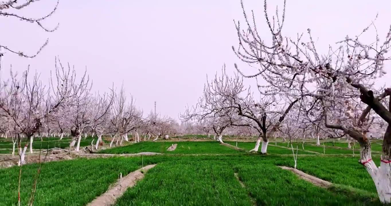 新疆南疆莎车县巴旦木林花开，巴旦木种植视频素材