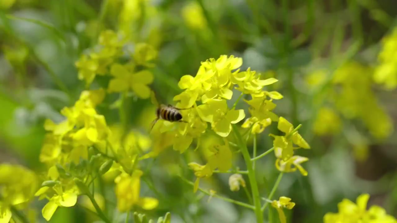 北京春天京城梨园城市公园油菜花蜜蜂采蜜特写慢镜视频下载
