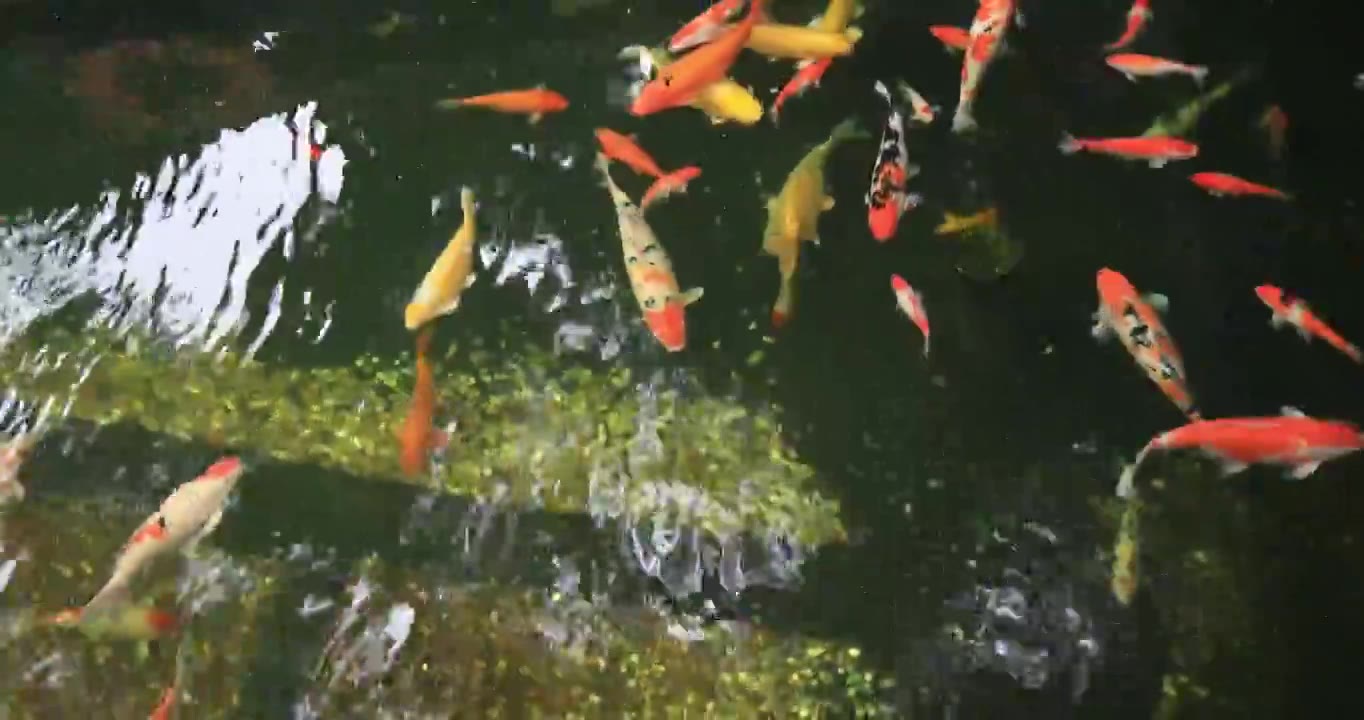 寺院清澈池塘里游动的锦鲤视频下载