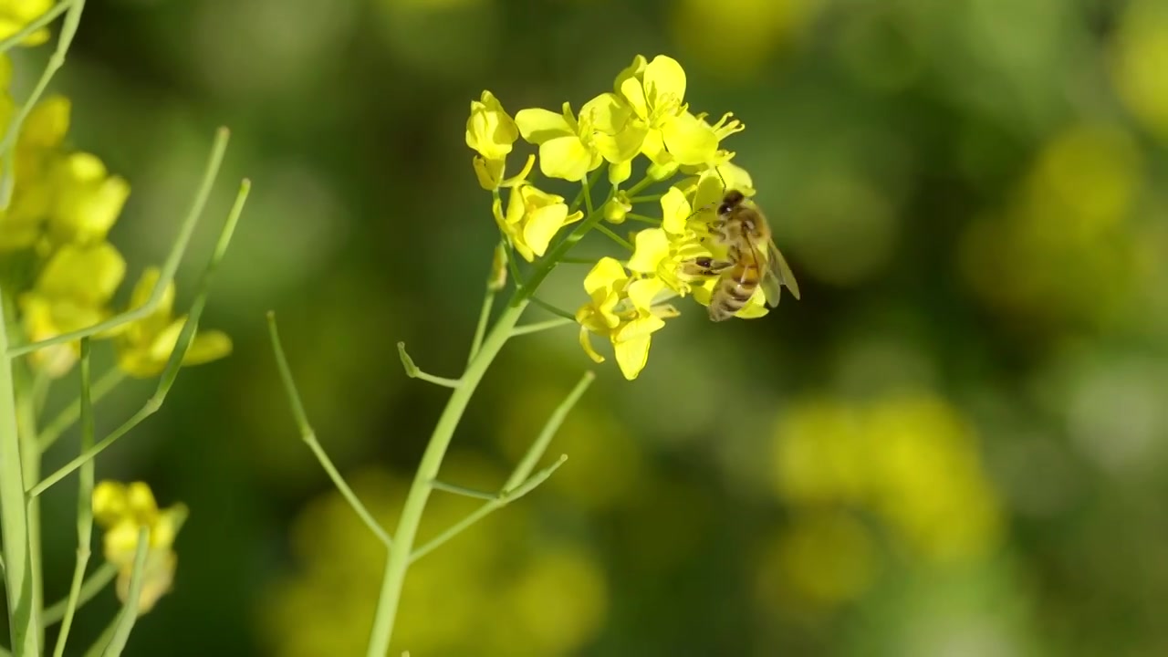 北京春天京城梨园城市郊野公园油菜花蜜蜂采蜜特写镜头视频下载