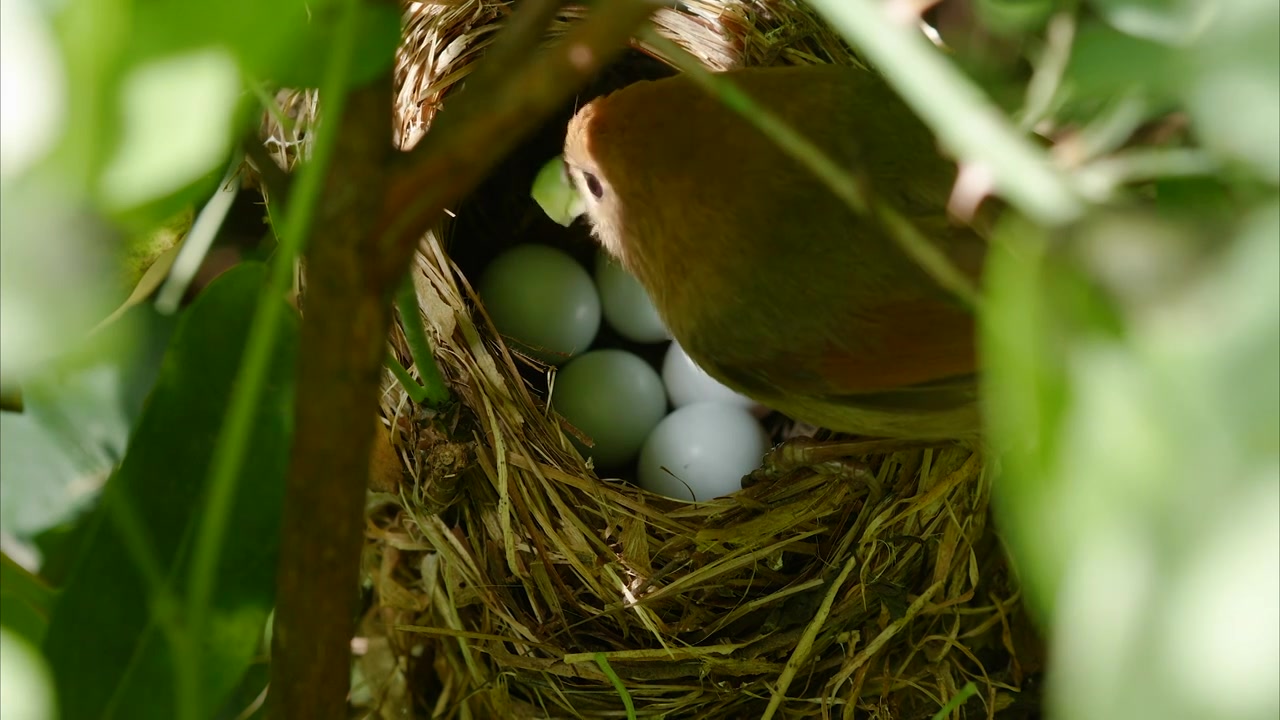 棕头鸦雀进巢孵卵视频下载