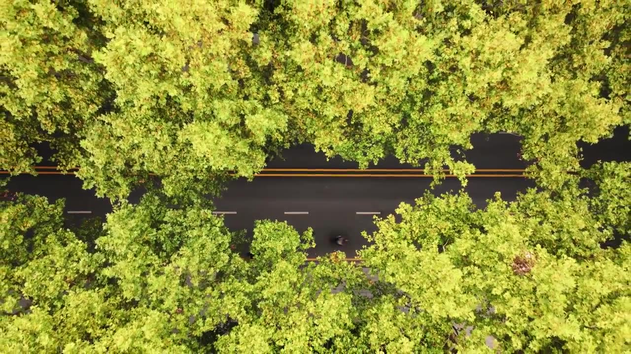 航拍城市交通道路绿色林荫道上行驶的汽车视频下载