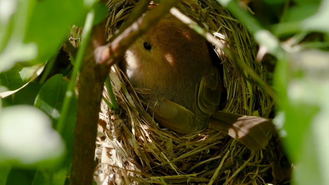 棕头鸦雀翻动卵保证受热均匀顺利孵化视频下载