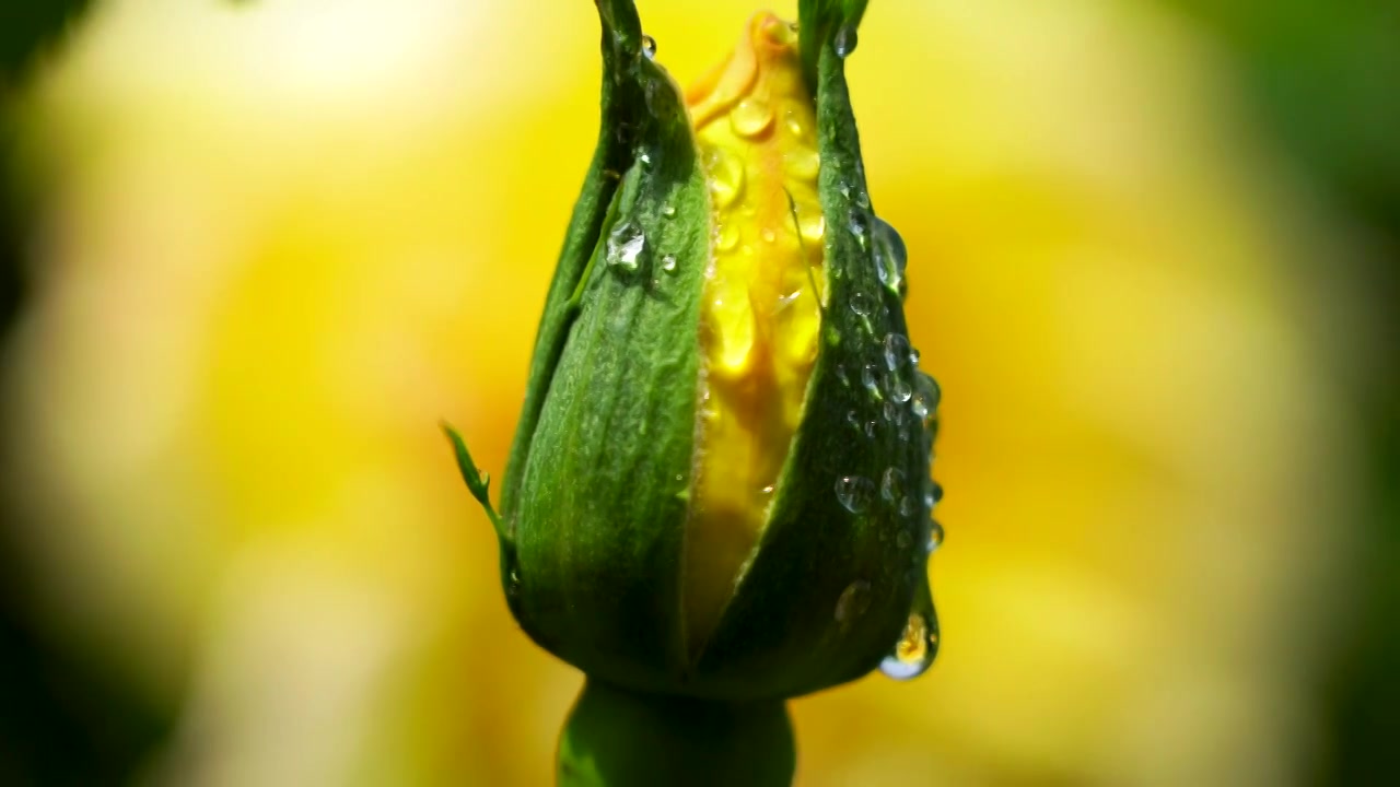 春天黄色玫瑰花花蕾特写，花蕾的水滴露珠视频素材