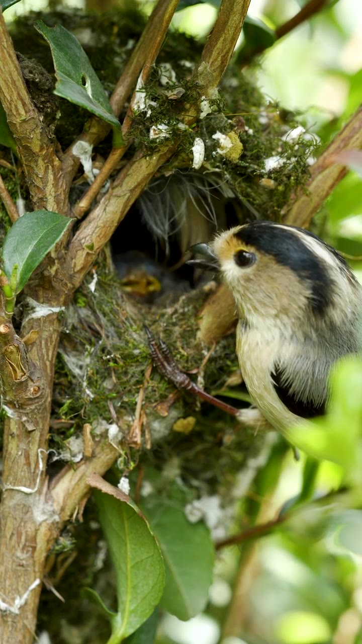 银喉长尾山雀给8天大的雏鸟喂食视频下载
