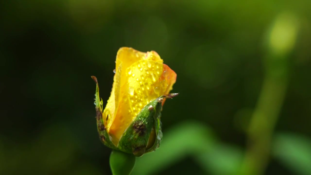 春天即将绽放的黄色玫瑰花花苞特写，花苞上的水滴露珠视频素材