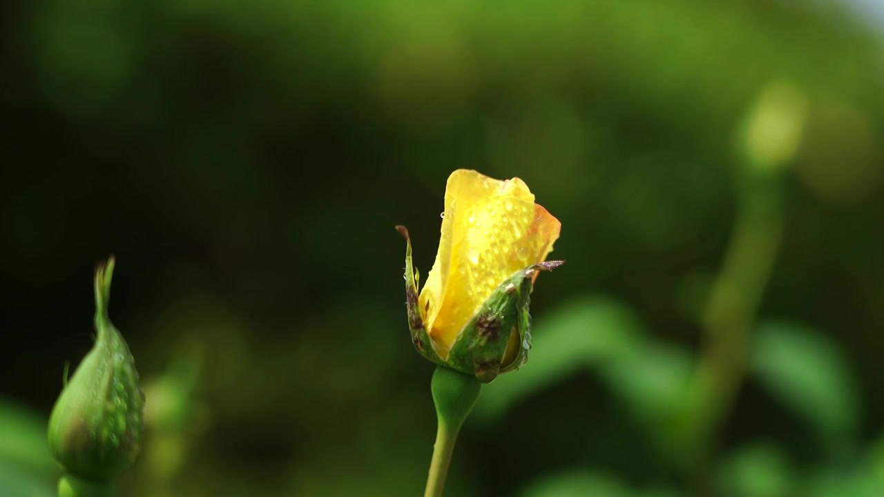 春天即将绽放的黄色玫瑰花花苞特写，花苞上的水滴露珠视频素材