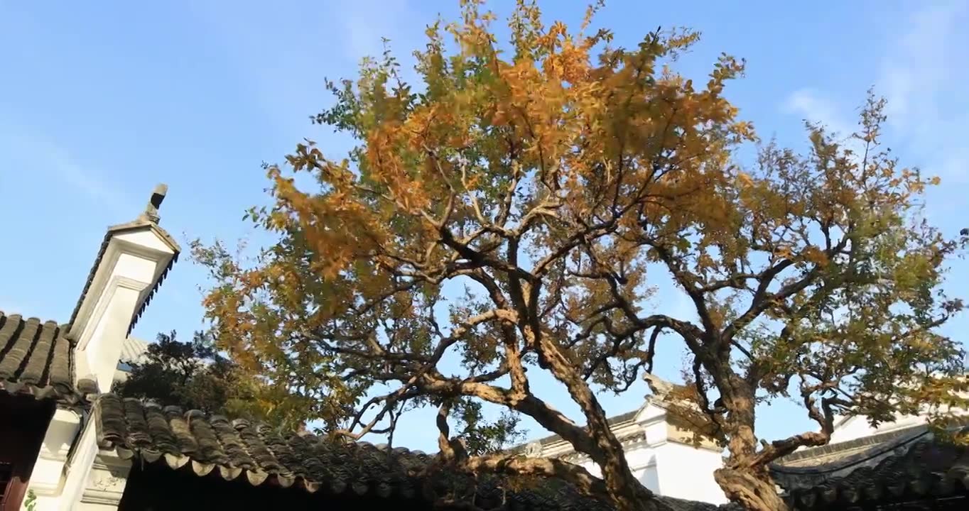 冬天阳光下的苏州园林怡园视频下载