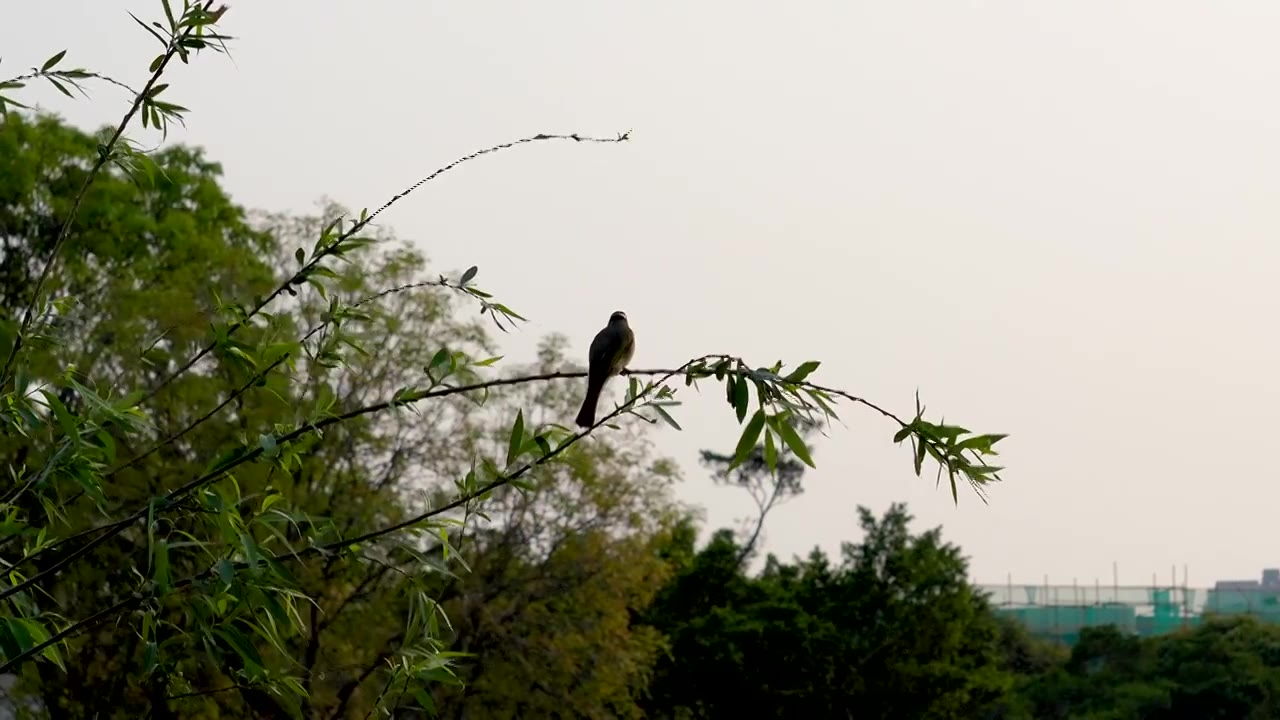 树枝上的小鸟视频下载
