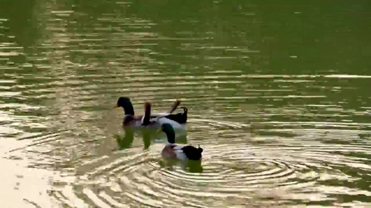 湖里的两只鸭子视频下载