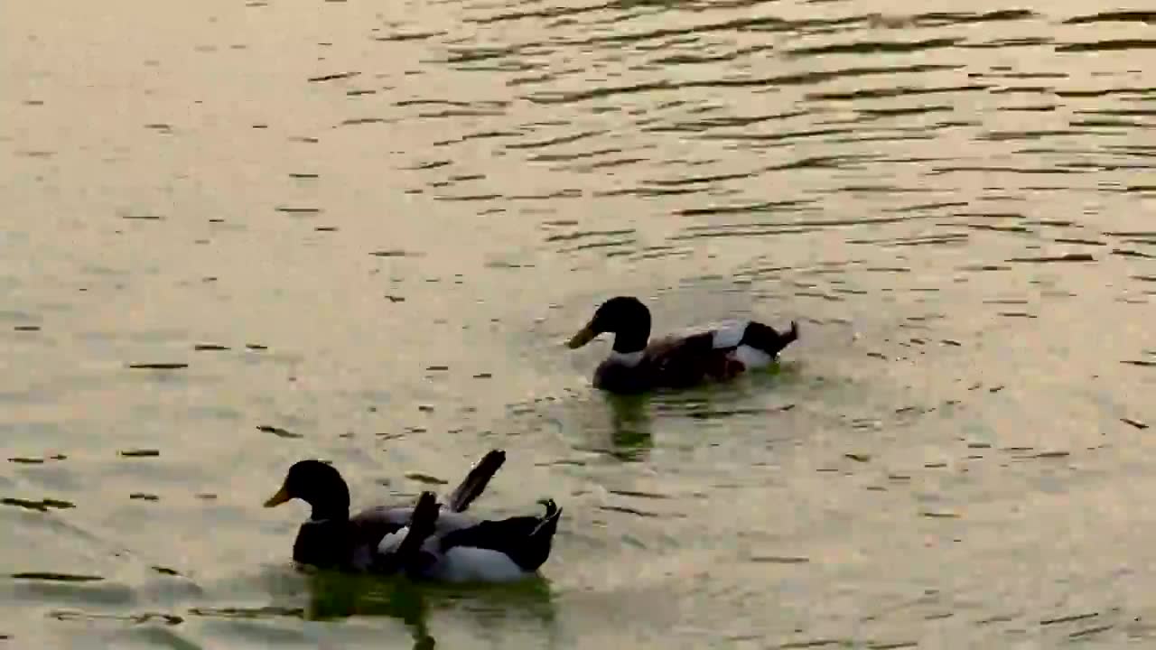 湖里的两只鸭子视频下载