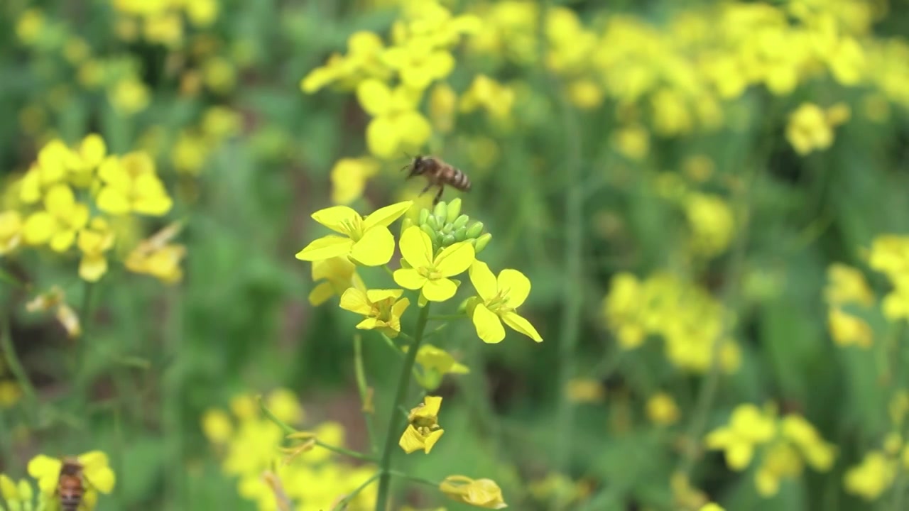 在油菜花上采蜜的蜜蜂视频下载