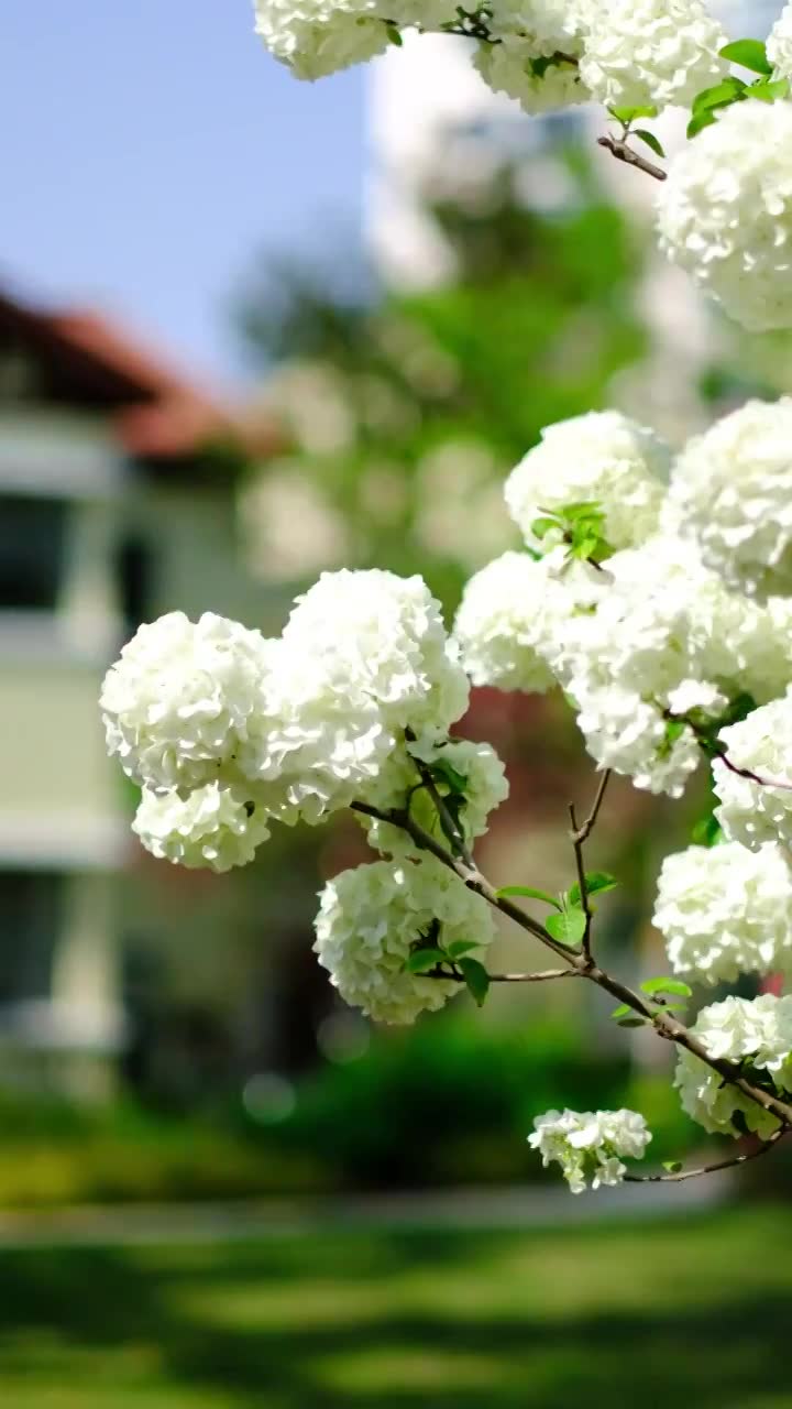 上海衡山路丽波花园春天盛开的白色绣球花（木绣球）视频下载