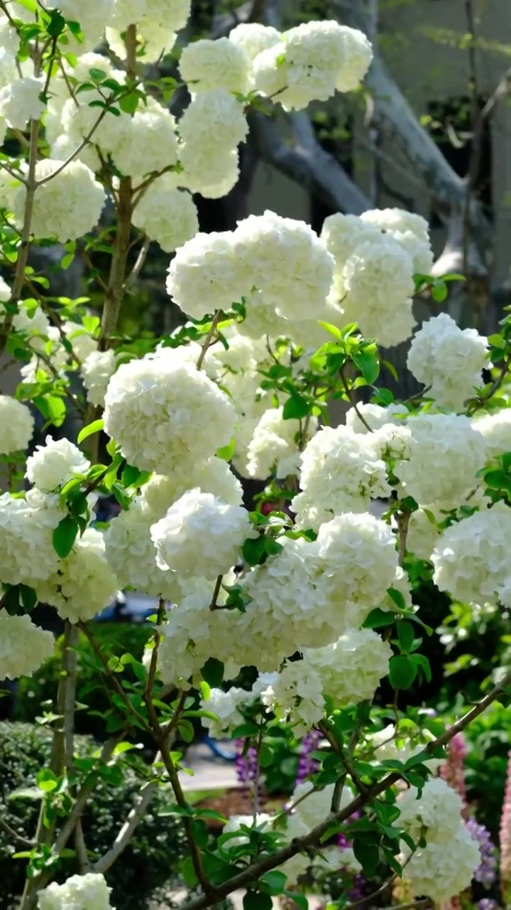 上海衡山路丽波花园春天盛开的白色绣球花（木绣球）视频下载