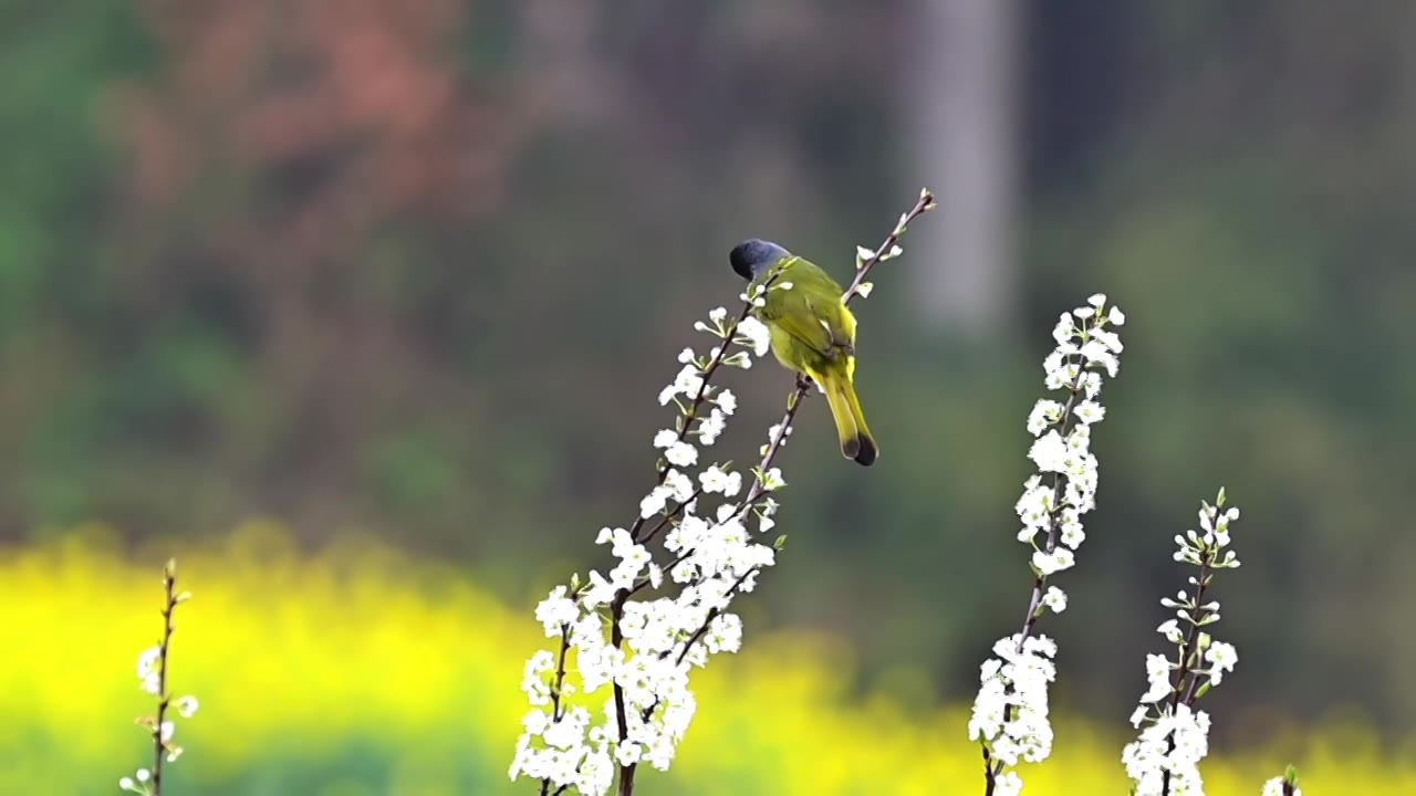 李子花树枝上的领雀嘴鹎视频下载