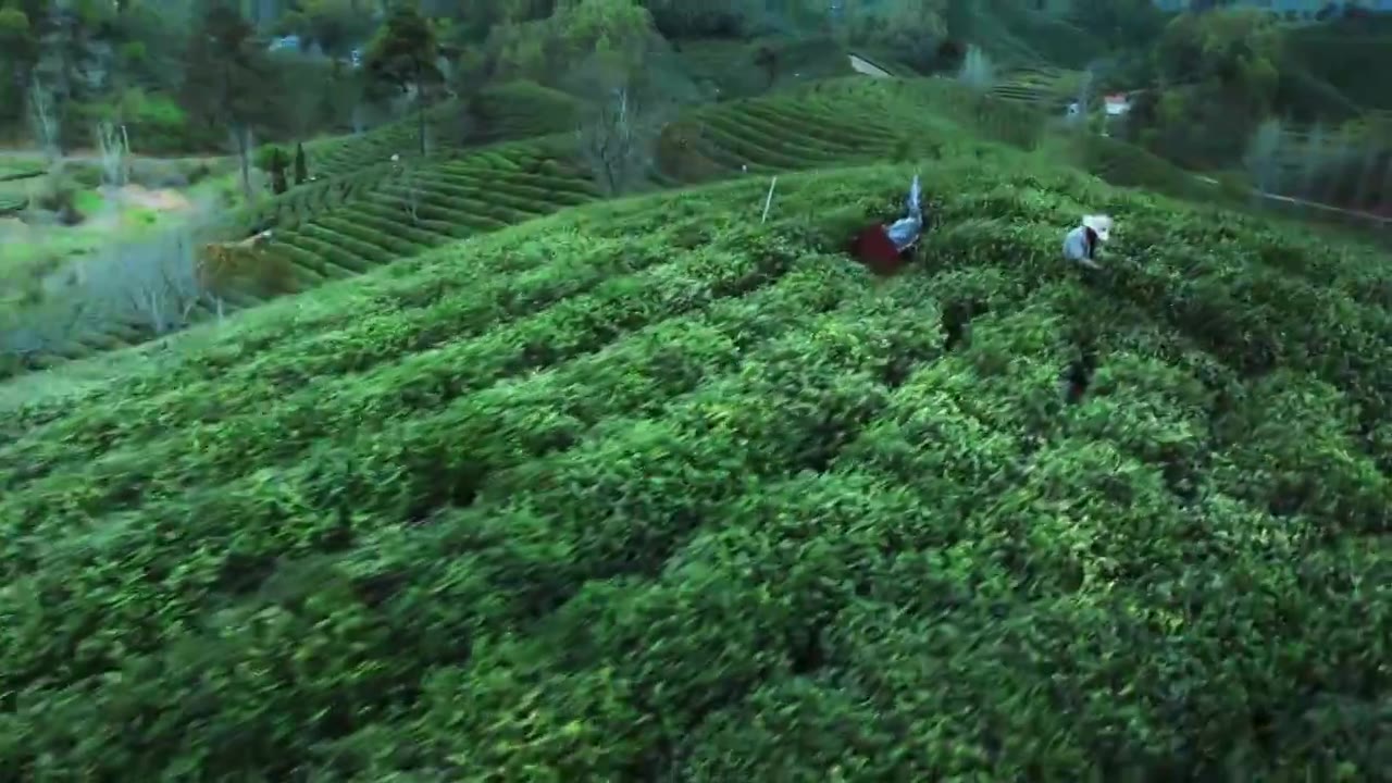 美丽茶园茶山茶文化绿茶视频下载
