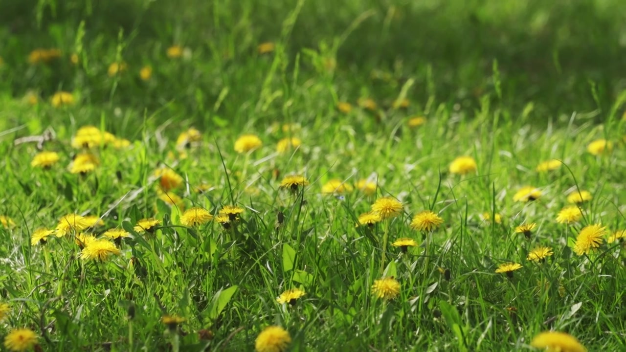 春天草地里盛开的蒲公英和蜜蜂采蜜视频下载