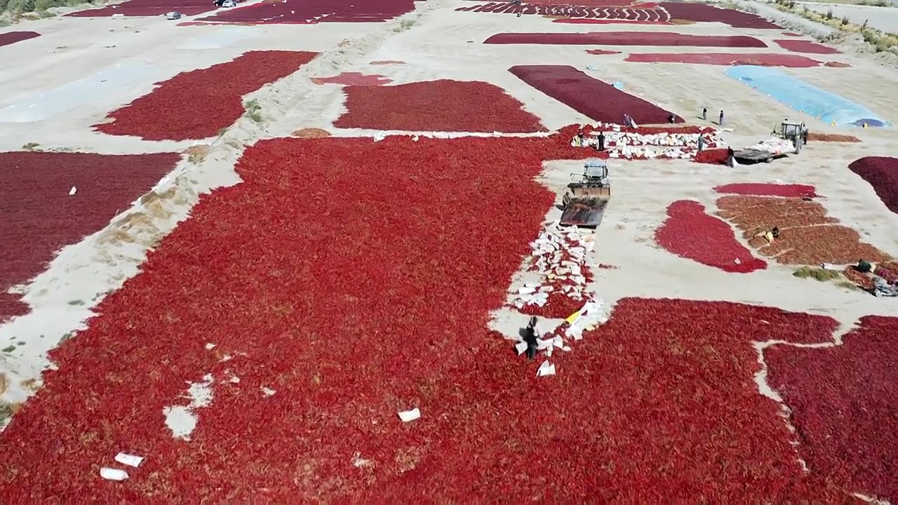 航拍秋季新疆巴音郭勒焉耆县满地铺满了正在晾晒着的红辣椒视频下载