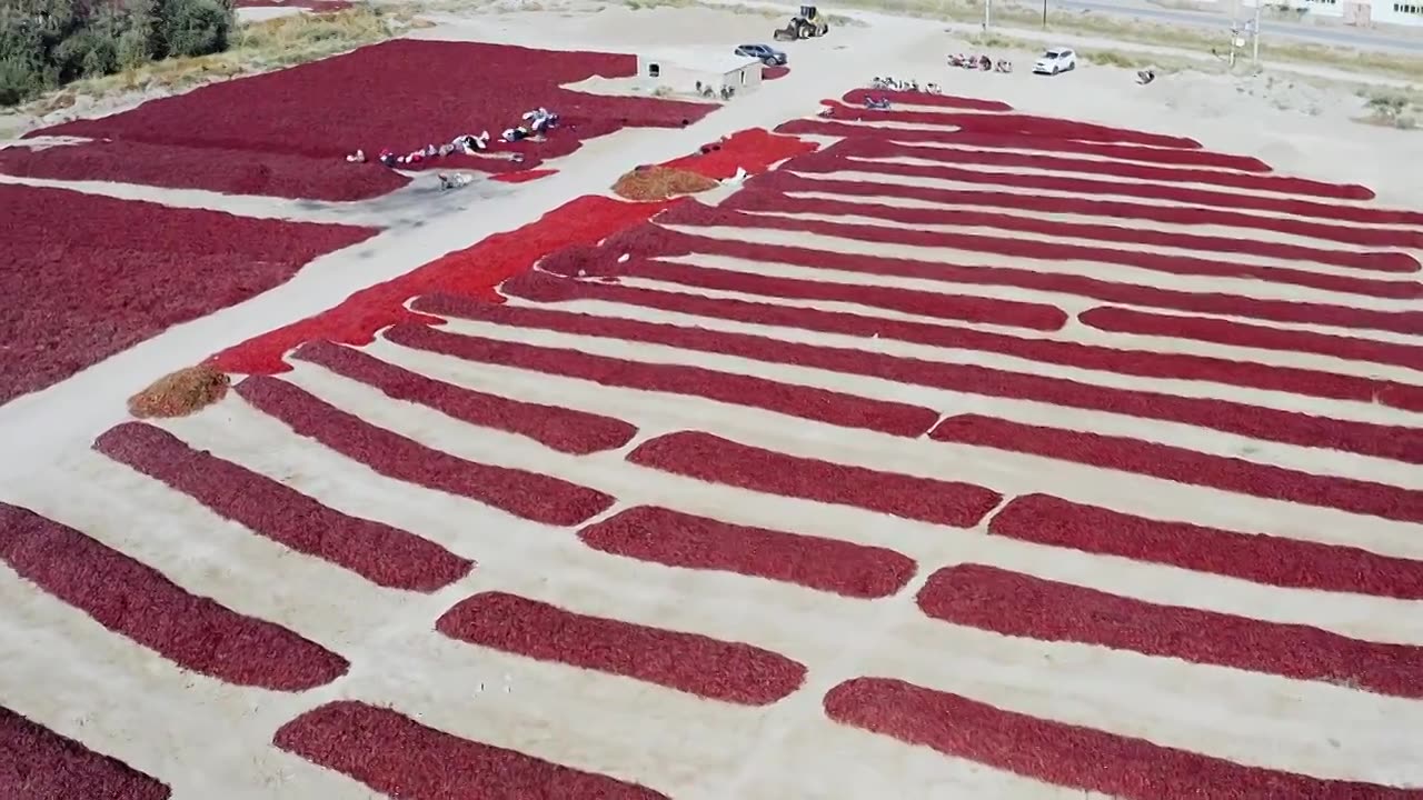 航拍秋季新疆巴音郭勒焉耆县满地铺满了正在晾晒着的红辣椒视频下载