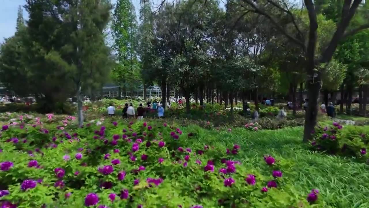 中国国花园牡丹花视频下载