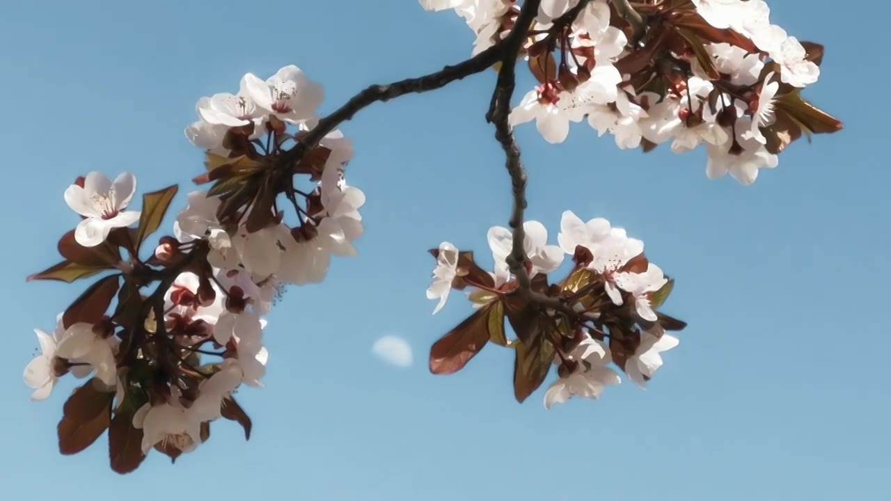 春天的樱花和月亮同框视频下载